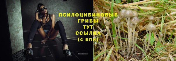 стаф Баксан